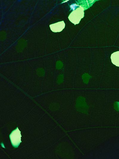 Leaf macro with sunlit pinholes in dark green.
