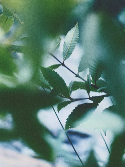 Sunlit foliage.